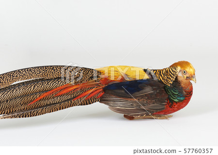 Pheasant golden bird 57760357