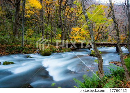 Oirase Colored leaves Oirase Colored leaves 57760485