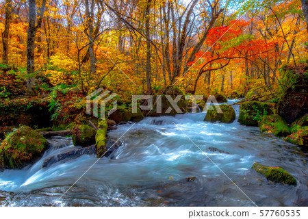 Oirase Colored leaves 57760535