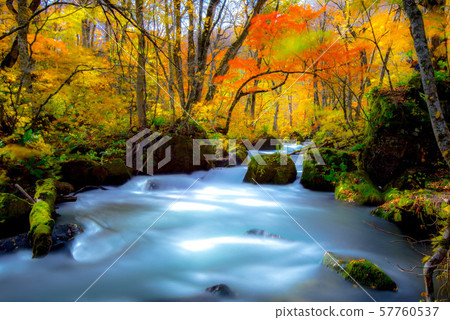 Oirase Colored leaves Oirase Colored leaves 57760537