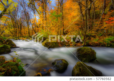 Oirase Colored leaves 57760562
