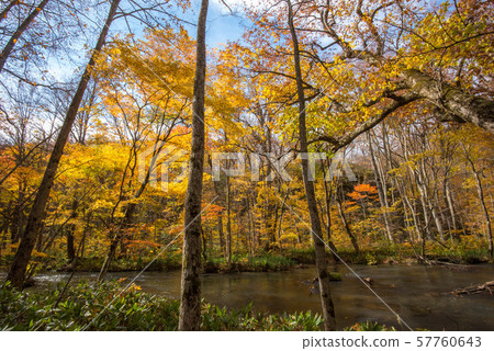 Oirase Colored leaves Oirase Colored leaves 57760643