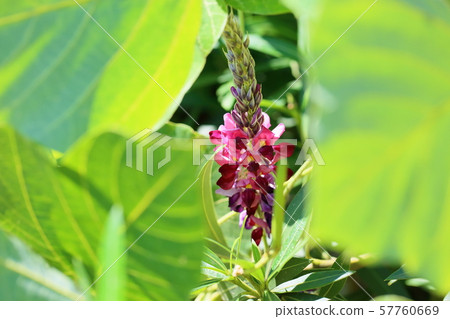 猩紅色的花朵 57760669