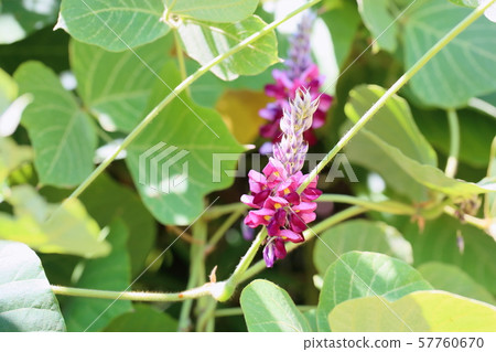 猩紅色的花朵 57760670