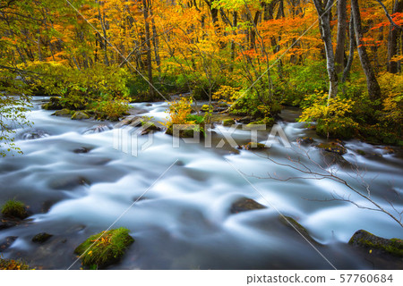 Oirase彩色的葉子 Oirase彩色的葉子 57760684