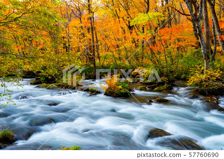 Oirase Colored leaves 57760690