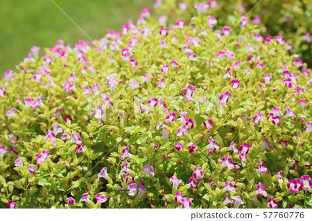 Torenia flowers Torenia flowers 57760776