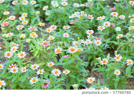 百日草花 57760780