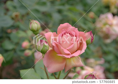 Salmon roses blooming in the garden 57760885