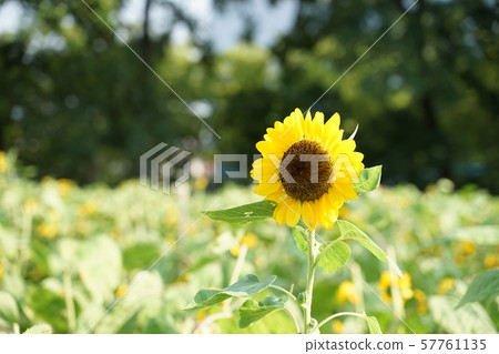 Sunflower at Nagai Botanical Garden Sunflower at Nagai Botanical Garden 57761135
