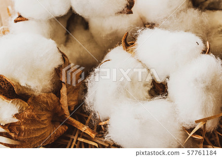 Cotton cotton Cotton cotton 57761184