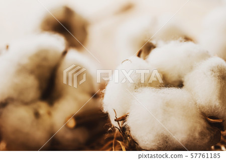 Cotton cotton Cotton cotton 57761185