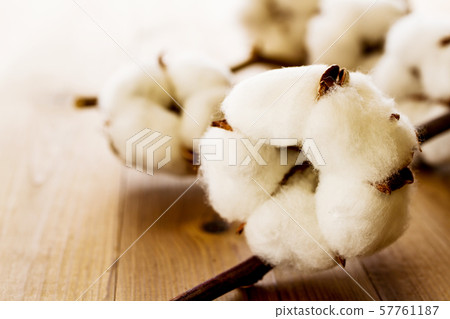 Cotton cotton Cotton cotton 57761187