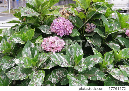 Starling damage 57761272