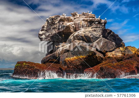 Galapagos nature and animals: Nazca boobies and sea lions on rock in ocean. 57761306
