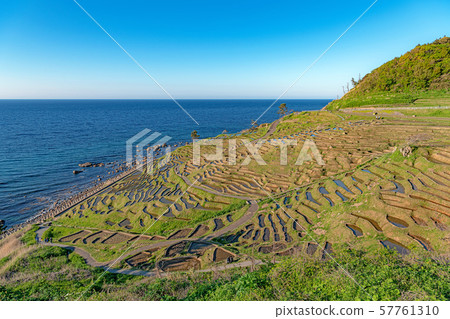 Noto Shirome Senmaida Noto Shirome Senmaida 57761310