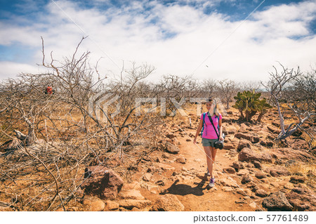 Galapagos tourist walking by Frigatebird on Galapagos islands Galapagos tourist walking by Frigatebird on Galapagos islands 57761489