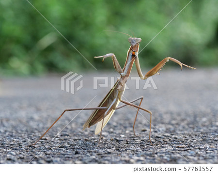 Mantis clam Mantis clam 57761557