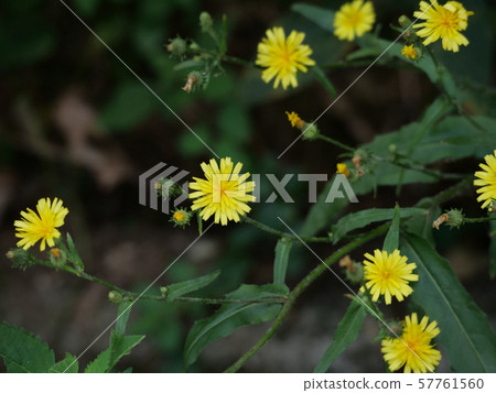 Kouzolina Kouzolina 57761560