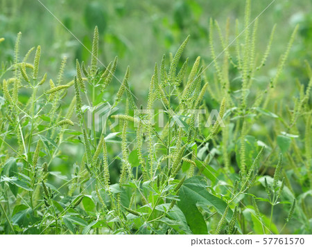 Rhododendron 57761570