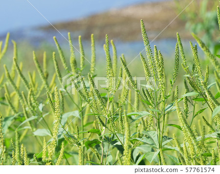 Rhododendron Rhododendron 57761574