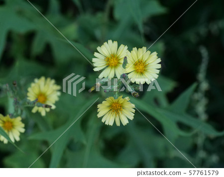 Akinonogeshi Akinonogeshi 57761579