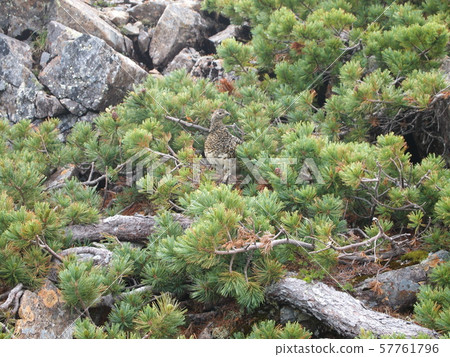 Grouse between the pine trees Grouse between the pine trees 57761796
