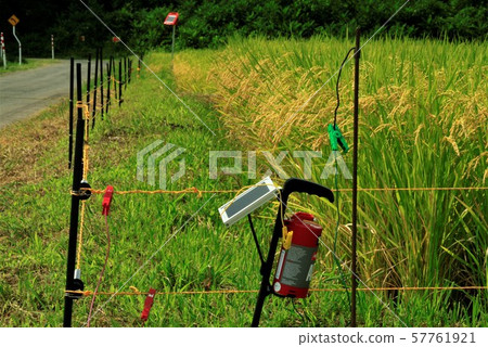 Beast-damaged electric fence 57761921