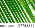 green coconut leaf pattern 57762249