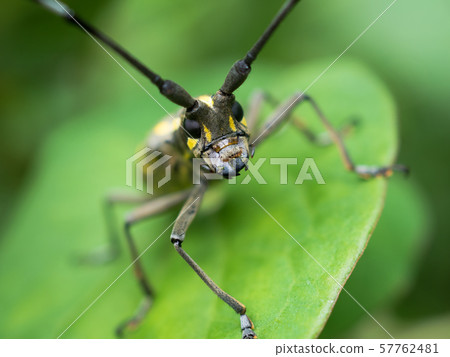 Kiboshikamikiri Kiboshikamikiri 57762481