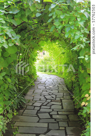 Green Tunnel Green Tunnel 57762503