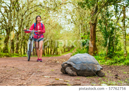 Galapagos Giant Tortoise and woman tourist cycling on bike on Santa on Galapagos Islands. 57762756