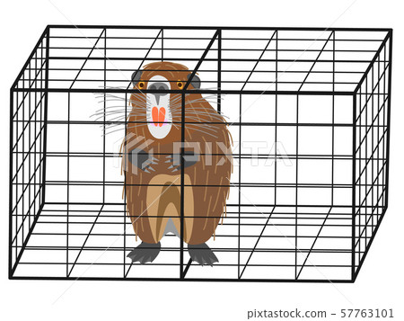 Pest of nutria 57763101