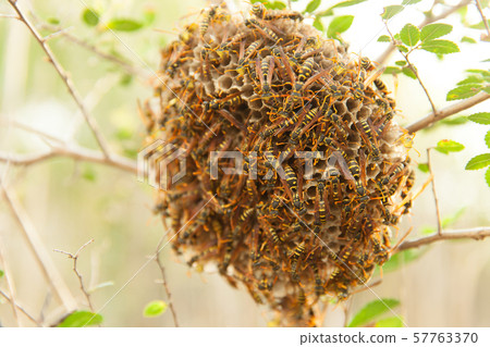 The nest of Ashana-nagi 57763370