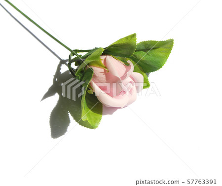 肥皂花 肥皂花 57763391