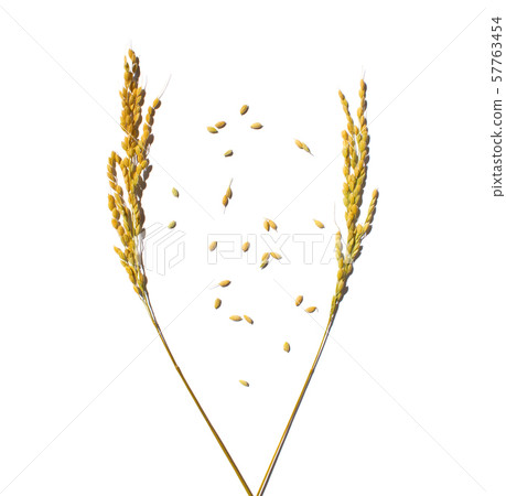Rice ears 57763454