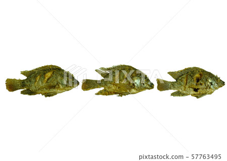 deep fried salty mngo or Tilapia fish on white background deep fried salty mngo or Tilapia fish on white background 57763495