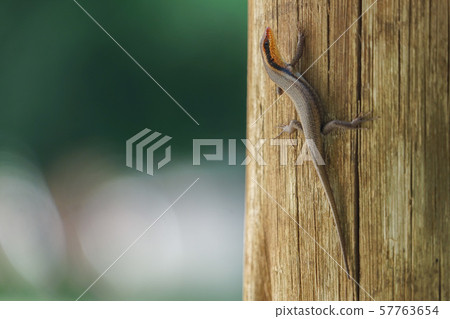 博茨瓦納蜥蜴 57763654