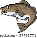 Pacific cod 57763771