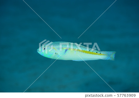 九次紀二 57763909