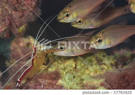 Shrimp cleaning 57763920