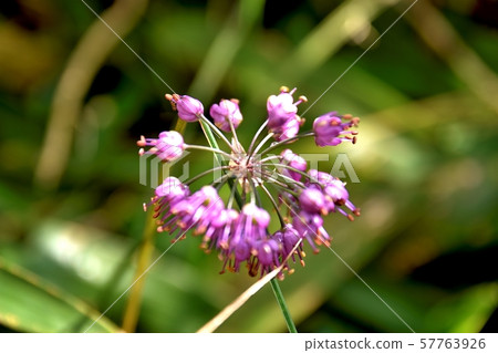 美麗的高山花 美麗的高山花 57763926