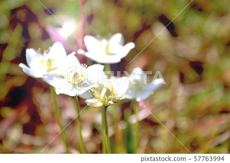 Beautiful alpine flower 57763994