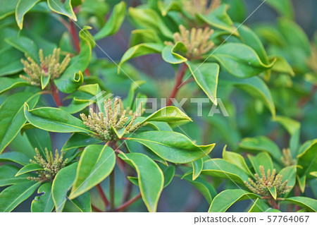 Green Kalmia moth 57764067