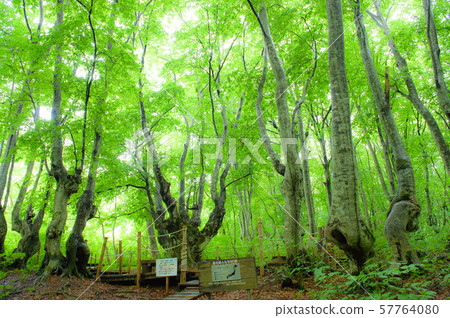 Agariko Daio no Mori (Akita Prefecture) 57764080