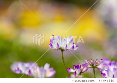 Lotus root / Kiso Mikawa Park Center / Kaizu City, Gifu Prefecture Lotus root / Kiso Mikawa Park Center / Kaizu City, Gifu Prefecture 57764110