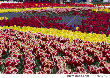Tulips in Kiso Mikawa Park / Kaizu City, Gifu Prefecture 57764237