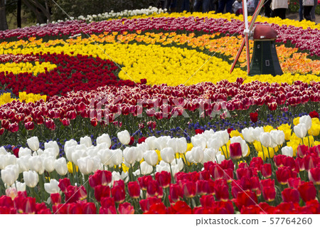 Tulips in Kiso Mikawa Park / Kaizu City, Gifu Prefecture Tulips in Kiso Mikawa Park / Kaizu City, Gifu Prefecture 57764260