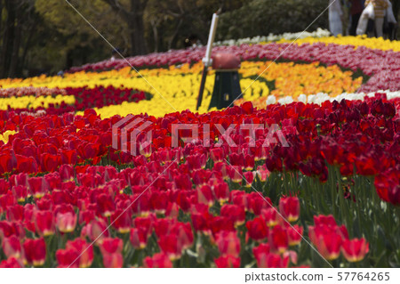 Tulips in Kiso Mikawa Park / Kaizu City, Gifu Prefecture 57764265