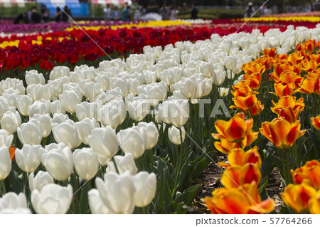 Tulips in Kiso Mikawa Park / Kaizu City, Gifu Prefecture Tulips in Kiso Mikawa Park / Kaizu City, Gifu Prefecture 57764266